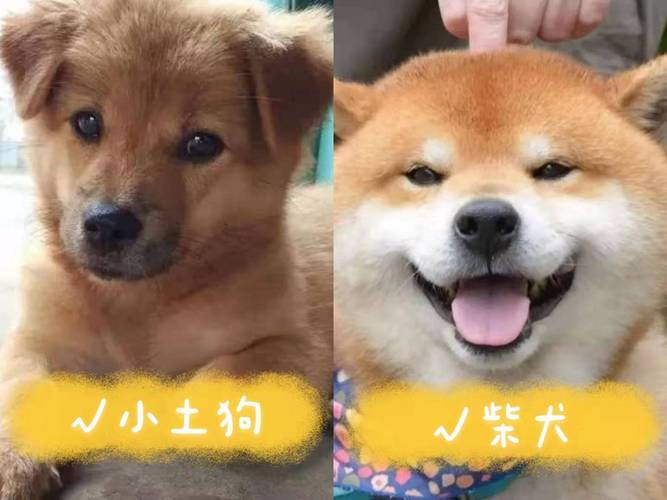 中华田园犬寿命-中华田园犬寿命排名-第8张图片 中华田园犬寿命-中华田园犬寿命排名-第8张图片