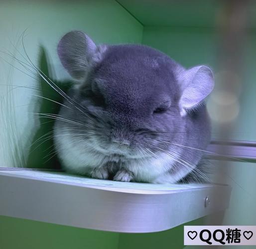解析“可爱的龙猫”你不知道的事-第5张图片 解析“可爱的龙猫”你不知道的事-第5张图片