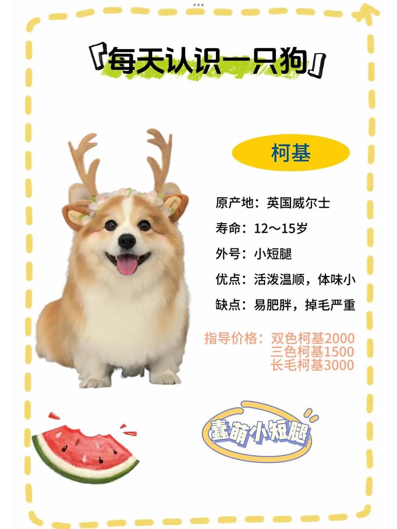 柯基费用多少钱一只最少-柯基费用在多少-第2张图片 柯基费用多少钱一只最少-柯基费用在多少-第2张图片