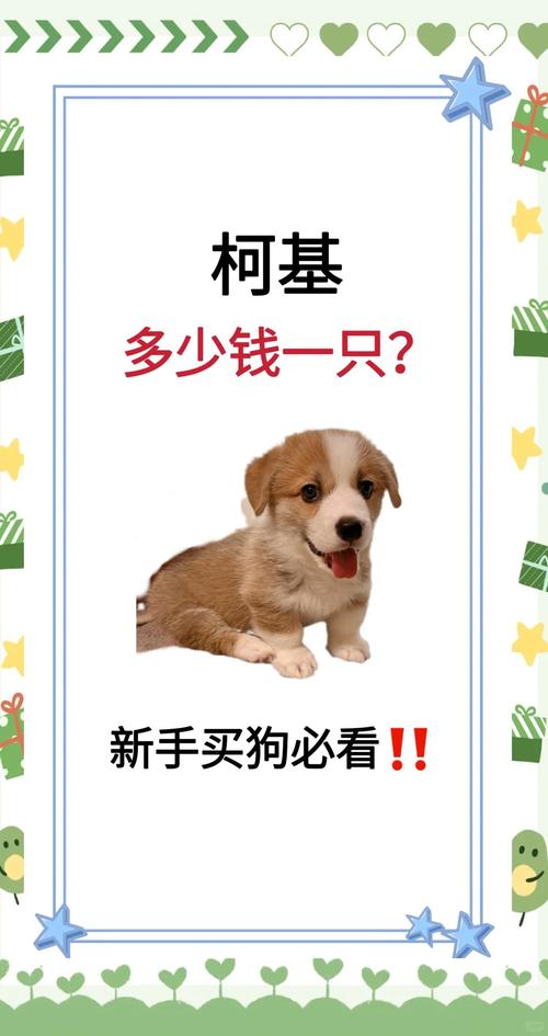 柯基费用多少钱一只最少-柯基费用在多少-第3张图片 柯基费用多少钱一只最少-柯基费用在多少-第3张图片