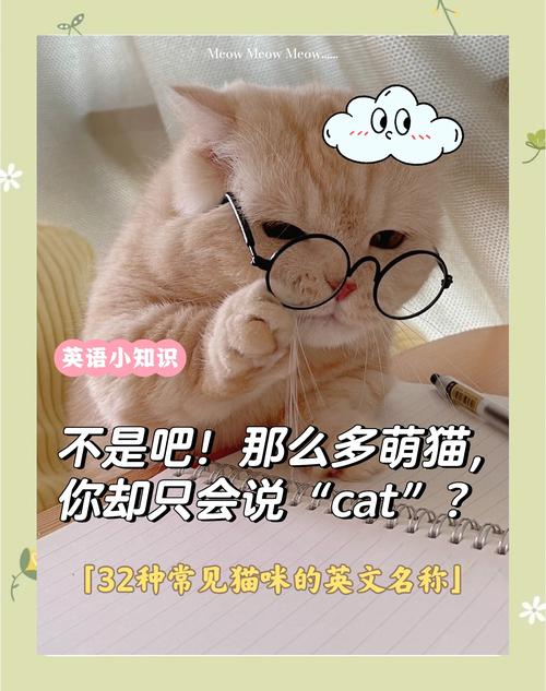 猫猫的英文名字大全,猫猫英文名字大全美食-第7张图片 猫猫的英文名字大全,猫猫英文名字大全美食-第7张图片
