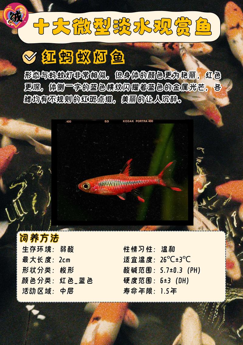 红十字鱼是孔雀鱼吗/红十字鱼的寿命-第9张图片 红十字鱼是孔雀鱼吗/红十字鱼的寿命-第9张图片