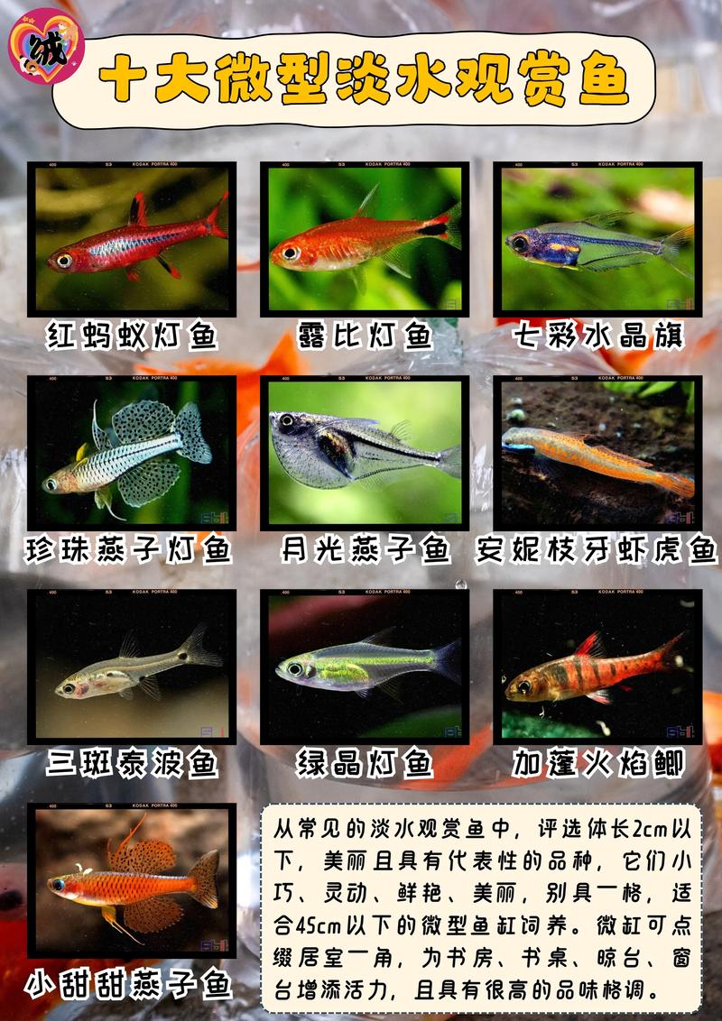 红十字鱼是孔雀鱼吗/红十字鱼的寿命-第10张图片 红十字鱼是孔雀鱼吗/红十字鱼的寿命-第10张图片