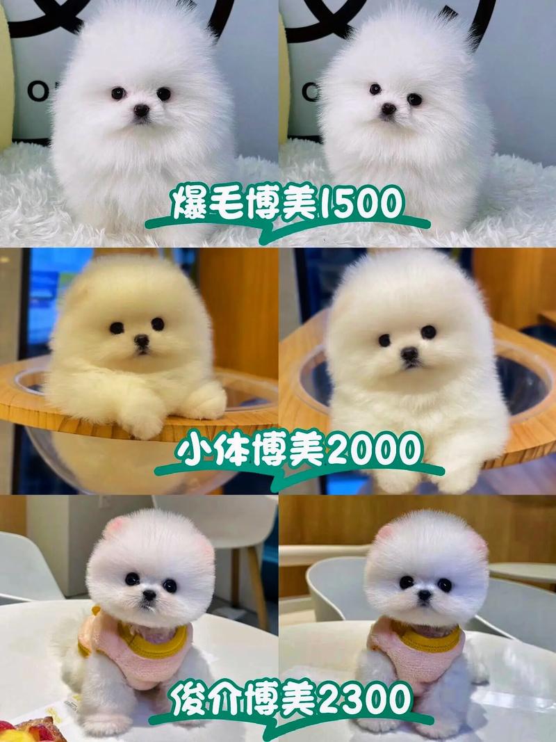 解析“博美纯种和不纯的多钱一只”你不知道的事-第5张图片 解析“博美纯种和不纯的多钱一只”你不知道的事-第5张图片