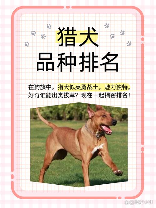解析“猛犬有哪几种”你不知道的事-第2张图片 解析“猛犬有哪几种”你不知道的事-第2张图片