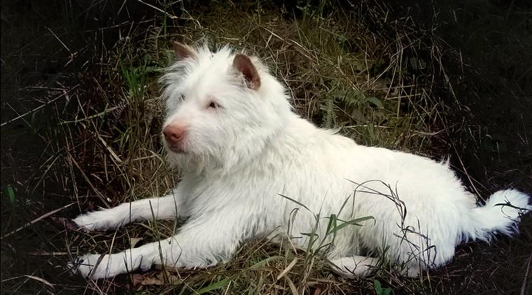 解析“猛犬有哪几种”你不知道的事-第4张图片 解析“猛犬有哪几种”你不知道的事-第4张图片