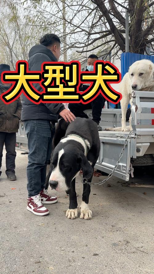 解析“猛犬有哪几种”你不知道的事-第5张图片 解析“猛犬有哪几种”你不知道的事-第5张图片