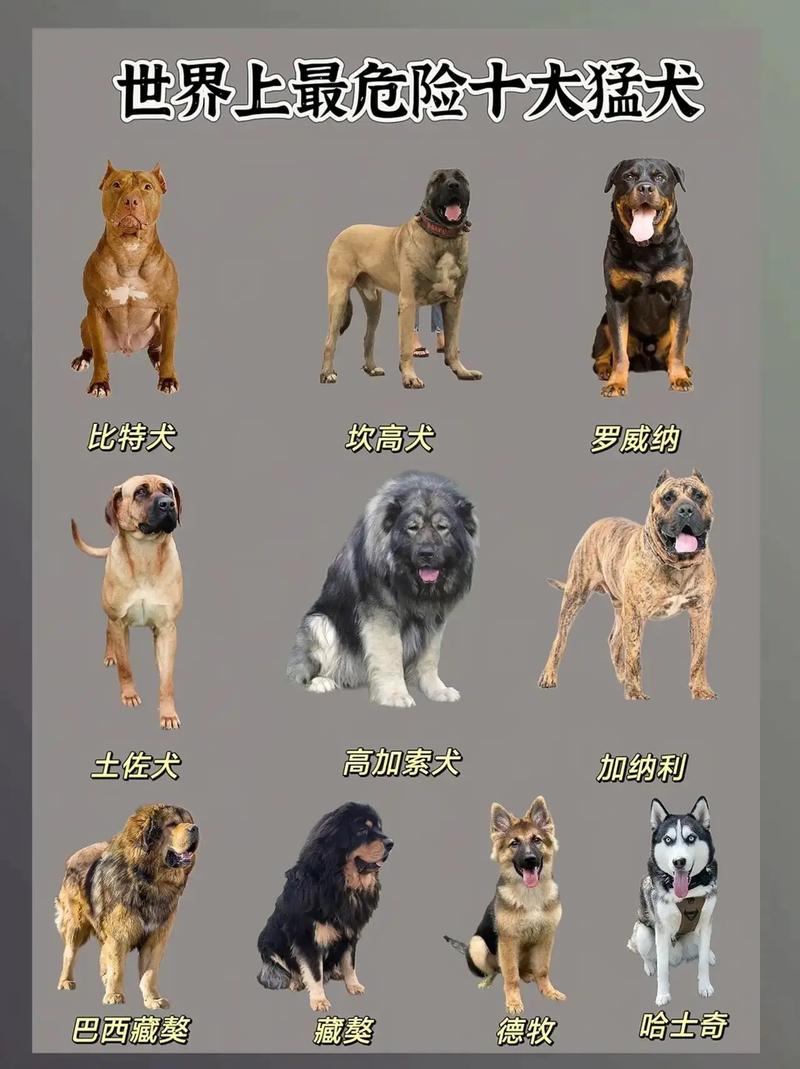 解析“猛犬有哪几种”你不知道的事-第7张图片 解析“猛犬有哪几种”你不知道的事-第7张图片