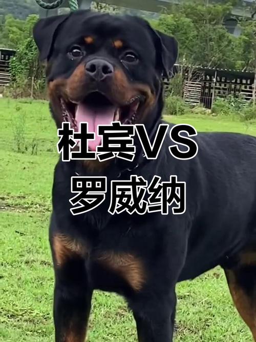 作为消费者“罗威纳和杜宾哪个大”你不能不知道-第1张图片 作为消费者“罗威纳和杜宾哪个大”你不能不知道-第1张图片