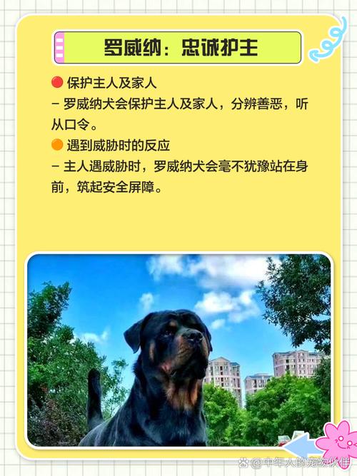 作为消费者“罗威纳和杜宾哪个大”你不能不知道-第2张图片 作为消费者“罗威纳和杜宾哪个大”你不能不知道-第2张图片