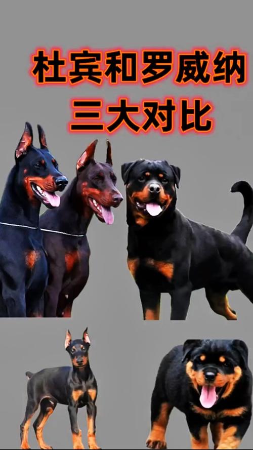 作为消费者“罗威纳和杜宾哪个大”你不能不知道-第4张图片 作为消费者“罗威纳和杜宾哪个大”你不能不知道-第4张图片