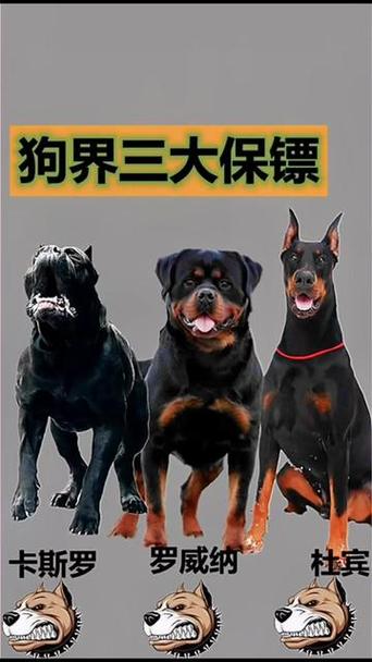 作为消费者“罗威纳和杜宾哪个大”你不能不知道-第6张图片 作为消费者“罗威纳和杜宾哪个大”你不能不知道-第6张图片