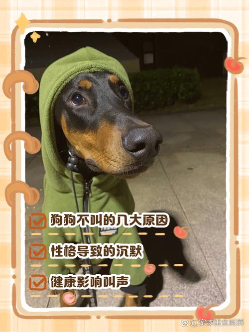 不会叫的狗,不会叫的狗咬人最狠-第3张图片 不会叫的狗,不会叫的狗咬人最狠-第3张图片
