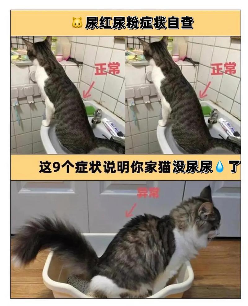 解析“猫咪会随地大小便吗”你不知道的事-第1张图片 解析“猫咪会随地大小便吗”你不知道的事-第1张图片