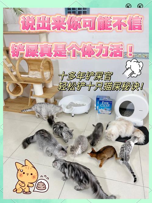 解析“猫咪会随地大小便吗”你不知道的事-第2张图片 解析“猫咪会随地大小便吗”你不知道的事-第2张图片