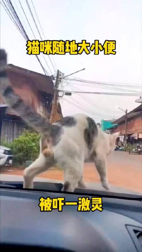 解析“猫咪会随地大小便吗”你不知道的事-第3张图片 解析“猫咪会随地大小便吗”你不知道的事-第3张图片