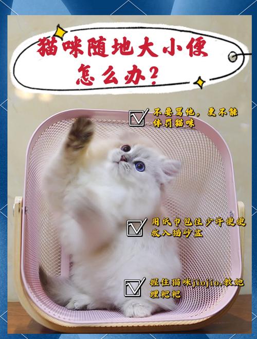 解析“猫咪会随地大小便吗”你不知道的事-第4张图片 解析“猫咪会随地大小便吗”你不知道的事-第4张图片