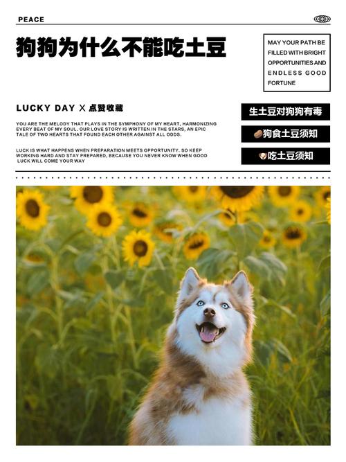狗能不能吃土豆-狗能不能吃土豆?-第2张图片 狗能不能吃土豆-狗能不能吃土豆?-第2张图片