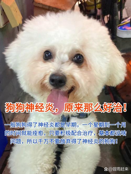 狗狗急性神经炎的症状/狗狗神经炎的症状视频-第1张图片 狗狗急性神经炎的症状/狗狗神经炎的症状视频-第1张图片