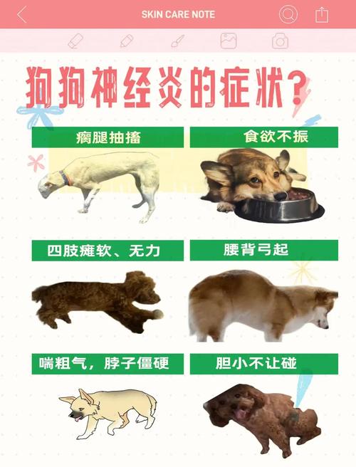 狗狗急性神经炎的症状/狗狗神经炎的症状视频-第5张图片 狗狗急性神经炎的症状/狗狗神经炎的症状视频-第5张图片