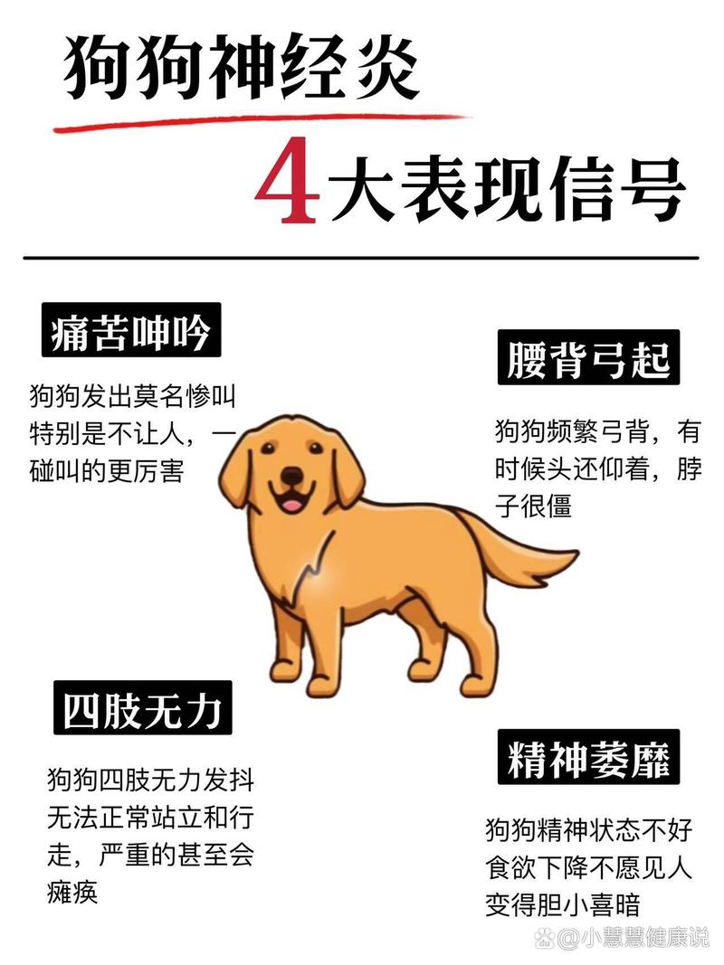 狗狗急性神经炎的症状/狗狗神经炎的症状视频-第6张图片 狗狗急性神经炎的症状/狗狗神经炎的症状视频-第6张图片