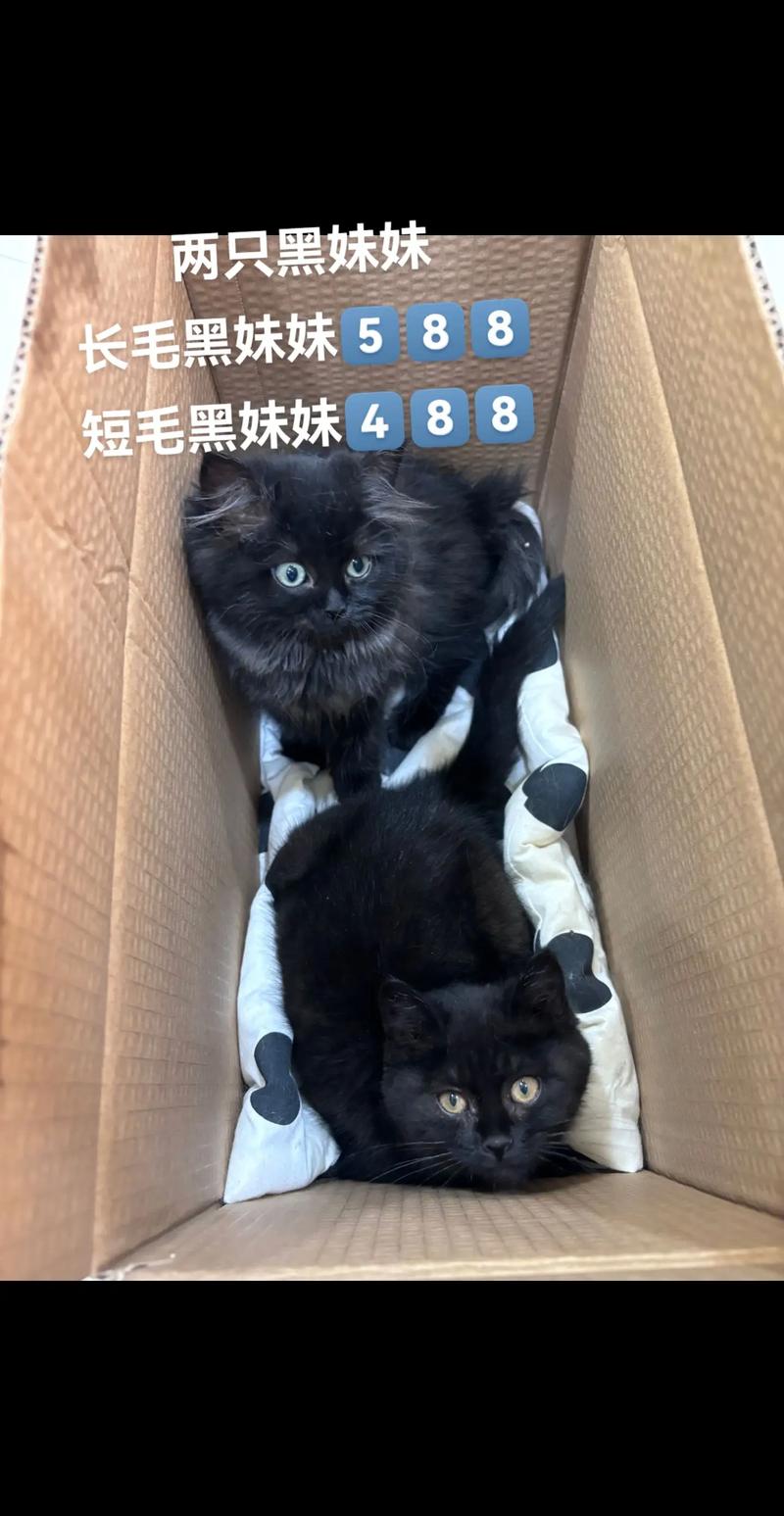 黑虎斑猫,黑虎斑猫是什么品种-第2张图片 黑虎斑猫,黑虎斑猫是什么品种-第2张图片