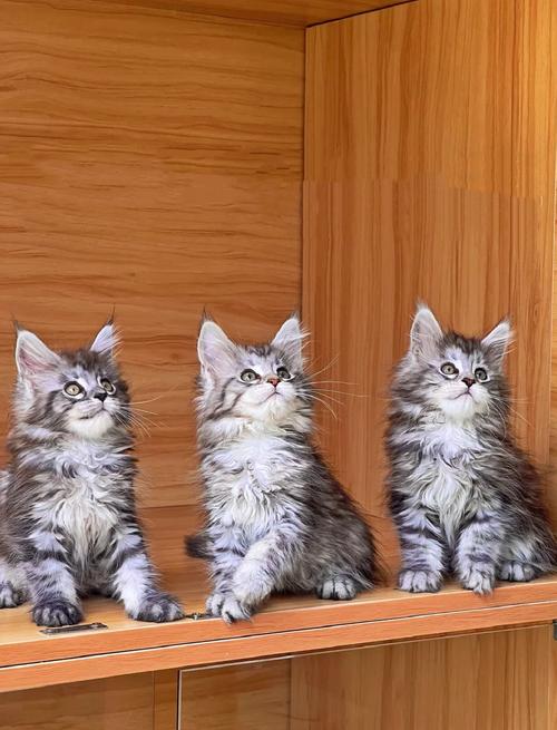 黑虎斑猫,黑虎斑猫是什么品种-第3张图片 黑虎斑猫,黑虎斑猫是什么品种-第3张图片