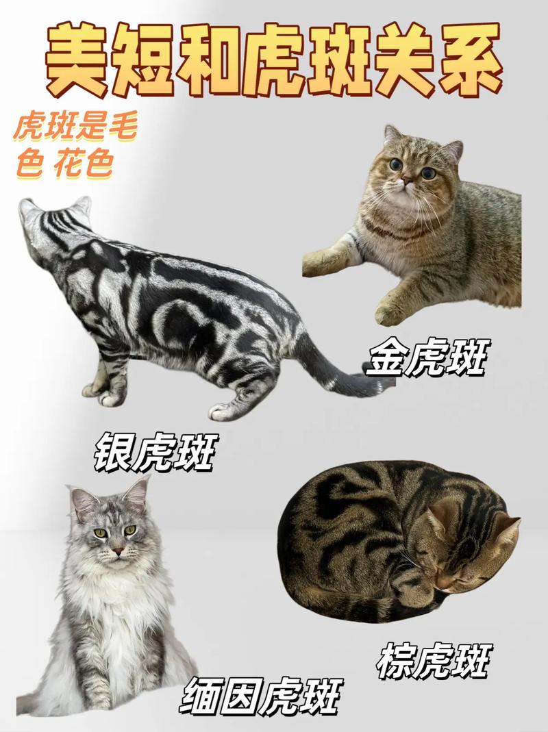 黑虎斑猫,黑虎斑猫是什么品种-第4张图片 黑虎斑猫,黑虎斑猫是什么品种-第4张图片