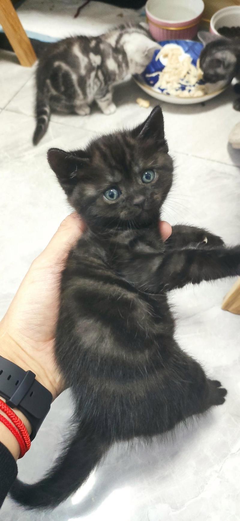黑虎斑猫,黑虎斑猫是什么品种-第5张图片 黑虎斑猫,黑虎斑猫是什么品种-第5张图片