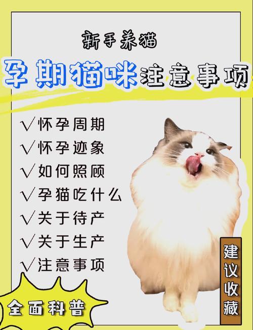 作为消费者“猫咪几个月会怀孕”你不能不知道-第3张图片 作为消费者“猫咪几个月会怀孕”你不能不知道-第3张图片