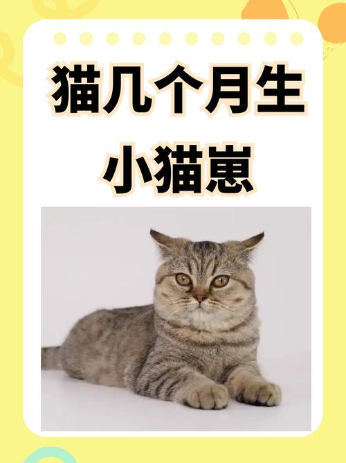 作为消费者“猫咪几个月会怀孕”你不能不知道-第4张图片 作为消费者“猫咪几个月会怀孕”你不能不知道-第4张图片
