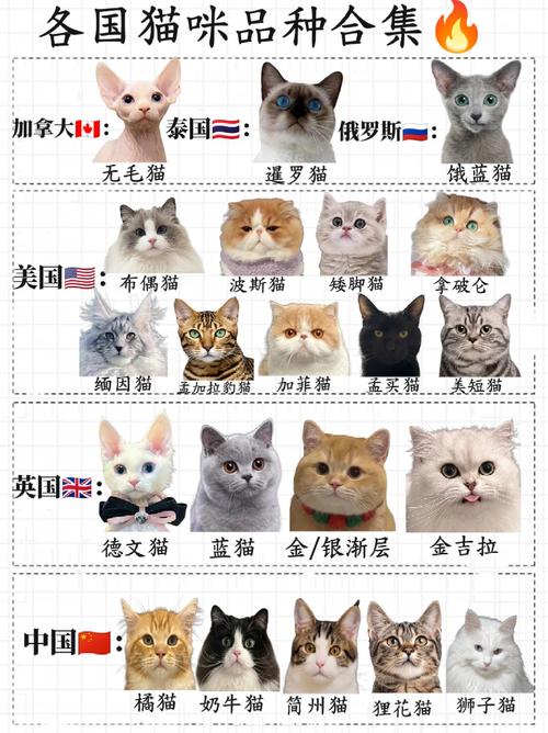 解析“猫咪的种类”你不知道的事-第1张图片 解析“猫咪的种类”你不知道的事-第1张图片