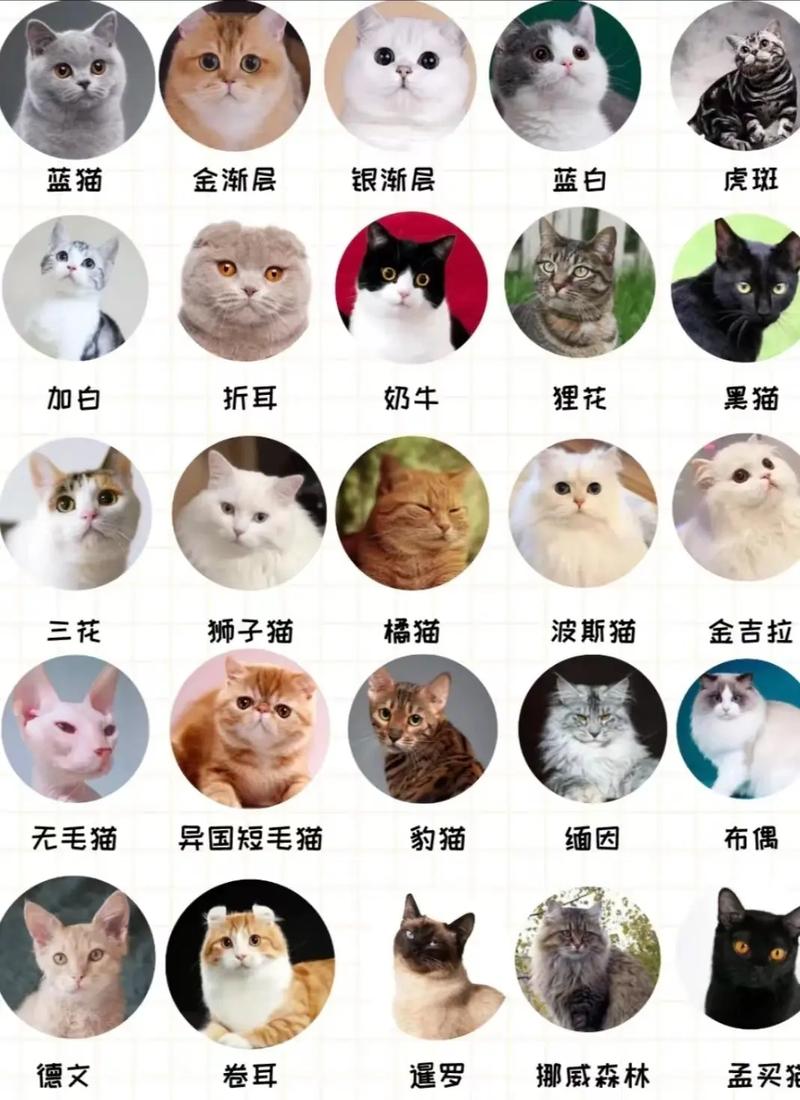 解析“猫咪的种类”你不知道的事-第4张图片 解析“猫咪的种类”你不知道的事-第4张图片