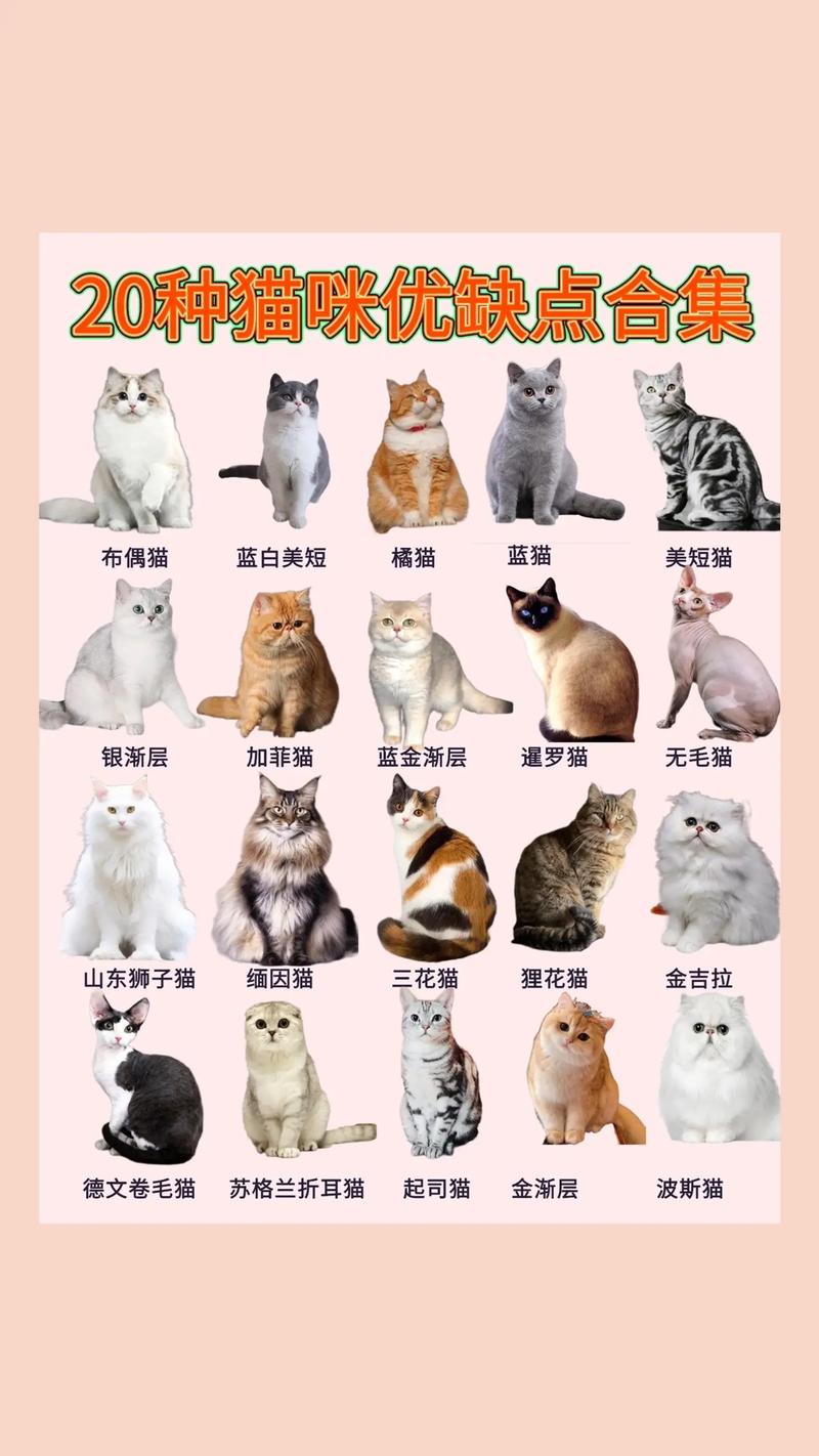 解析“猫咪的种类”你不知道的事-第7张图片 解析“猫咪的种类”你不知道的事-第7张图片