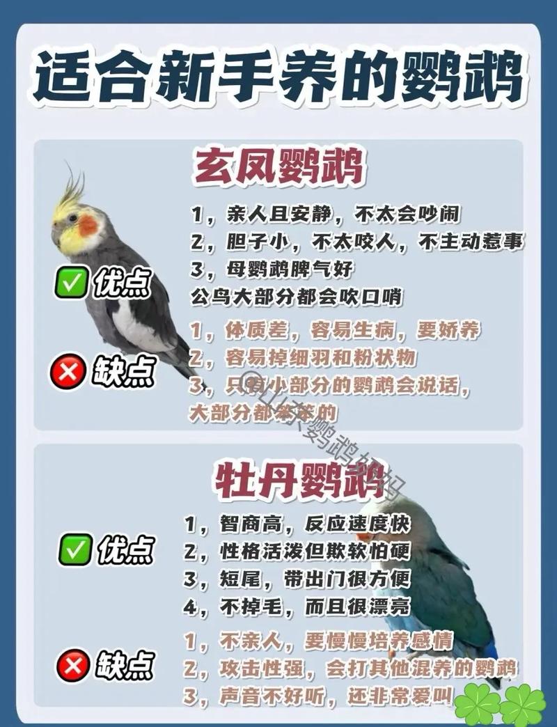 作为消费者“国内可以养的会说话的鹦鹉品种”你不能不知道-第2张图片 作为消费者“国内可以养的会说话的鹦鹉品种”你不能不知道-第2张图片