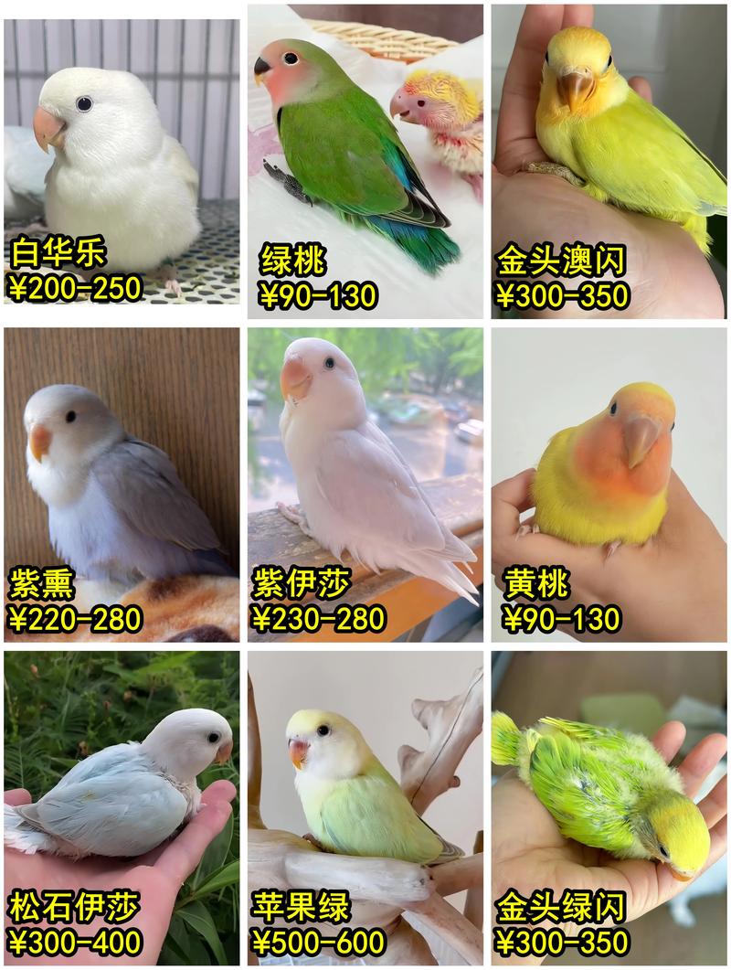 作为消费者“国内可以养的会说话的鹦鹉品种”你不能不知道-第5张图片 作为消费者“国内可以养的会说话的鹦鹉品种”你不能不知道-第5张图片