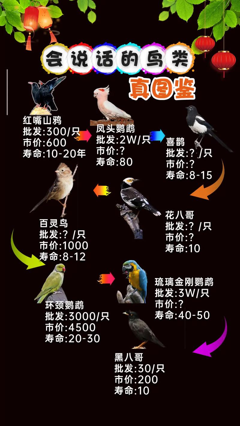作为消费者“国内可以养的会说话的鹦鹉品种”你不能不知道-第6张图片 作为消费者“国内可以养的会说话的鹦鹉品种”你不能不知道-第6张图片