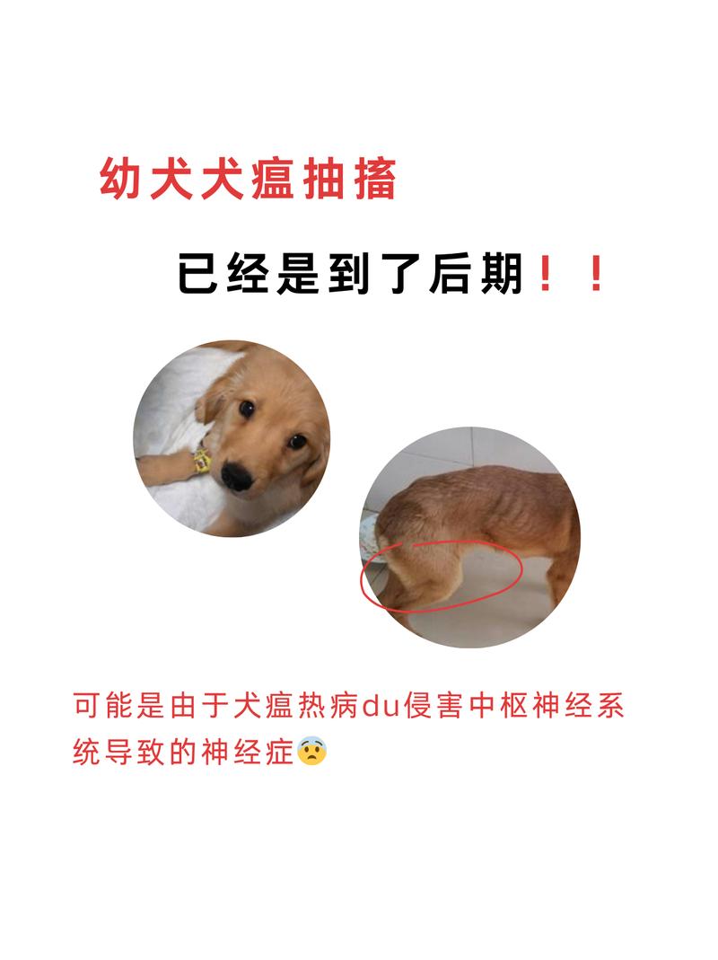 犬瘟热最后的症状,犬瘟热最后的症状有哪些-第2张图片 犬瘟热最后的症状,犬瘟热最后的症状有哪些-第2张图片