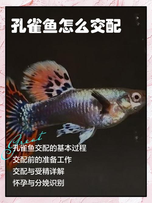 孔雀鱼繁殖/孔雀鱼繁殖前有什么预兆-第1张图片 孔雀鱼繁殖/孔雀鱼繁殖前有什么预兆-第1张图片
