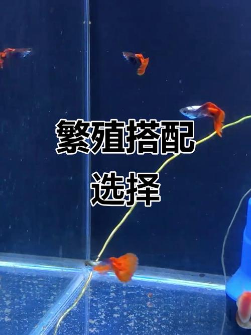 孔雀鱼繁殖/孔雀鱼繁殖前有什么预兆-第2张图片 孔雀鱼繁殖/孔雀鱼繁殖前有什么预兆-第2张图片