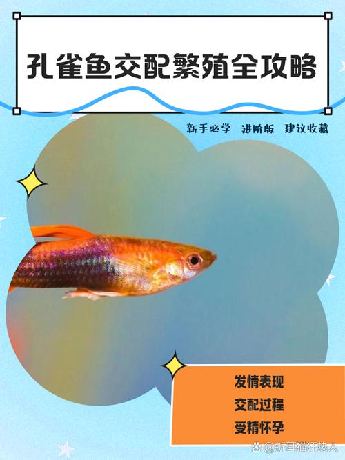 孔雀鱼繁殖/孔雀鱼繁殖前有什么预兆-第3张图片 孔雀鱼繁殖/孔雀鱼繁殖前有什么预兆-第3张图片