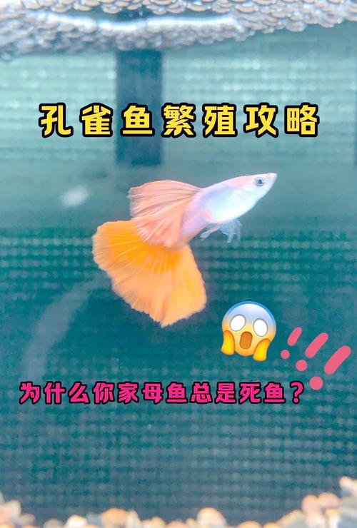 孔雀鱼繁殖/孔雀鱼繁殖前有什么预兆-第5张图片 孔雀鱼繁殖/孔雀鱼繁殖前有什么预兆-第5张图片