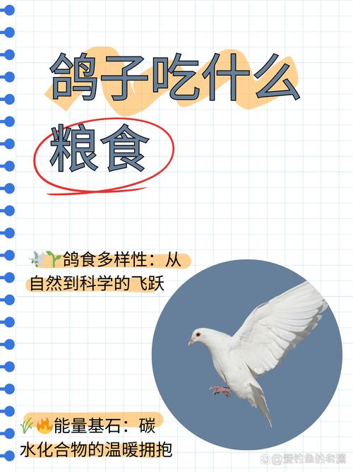 作为消费者“鸽子爱吃什么粮食”你不能不知道-第1张图片 作为消费者“鸽子爱吃什么粮食”你不能不知道-第1张图片