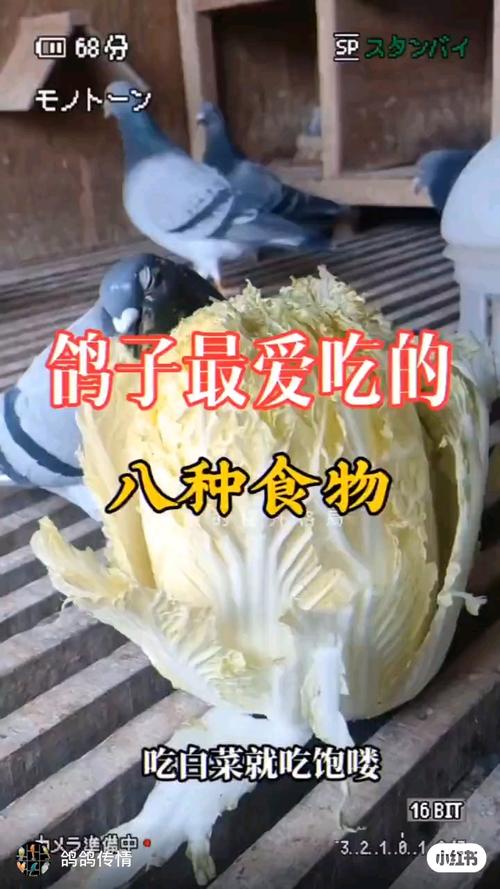 作为消费者“鸽子爱吃什么粮食”你不能不知道-第6张图片 作为消费者“鸽子爱吃什么粮食”你不能不知道-第6张图片