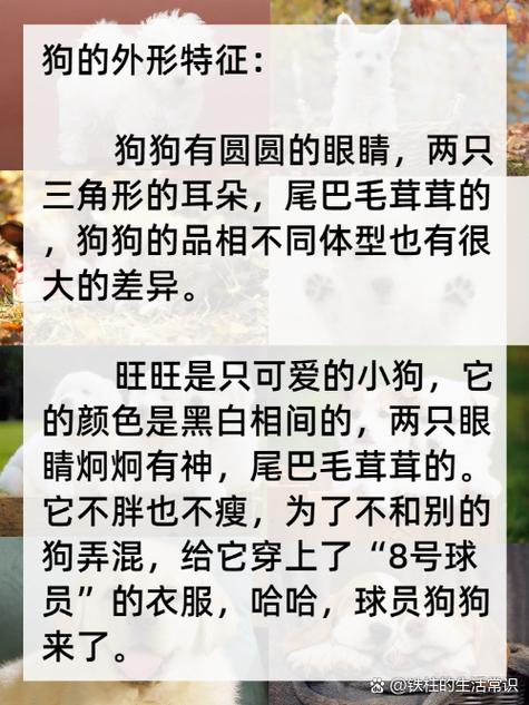 小狗的外形特征-介绍小狗的外形特征-第1张图片 小狗的外形特征-介绍小狗的外形特征-第1张图片