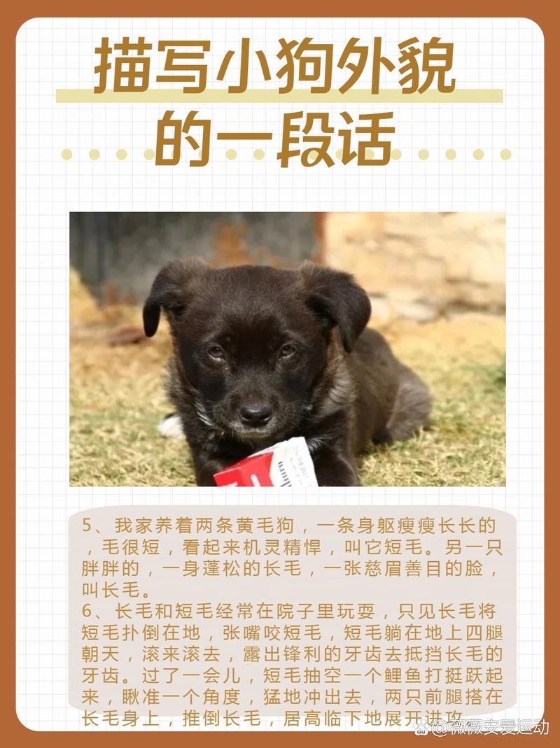 小狗的外形特征-介绍小狗的外形特征-第3张图片 小狗的外形特征-介绍小狗的外形特征-第3张图片