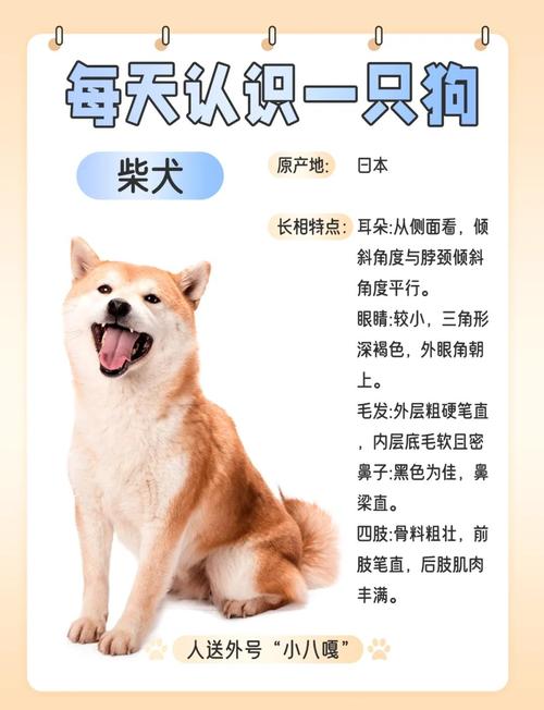 小狗的外形特征-介绍小狗的外形特征-第7张图片 小狗的外形特征-介绍小狗的外形特征-第7张图片