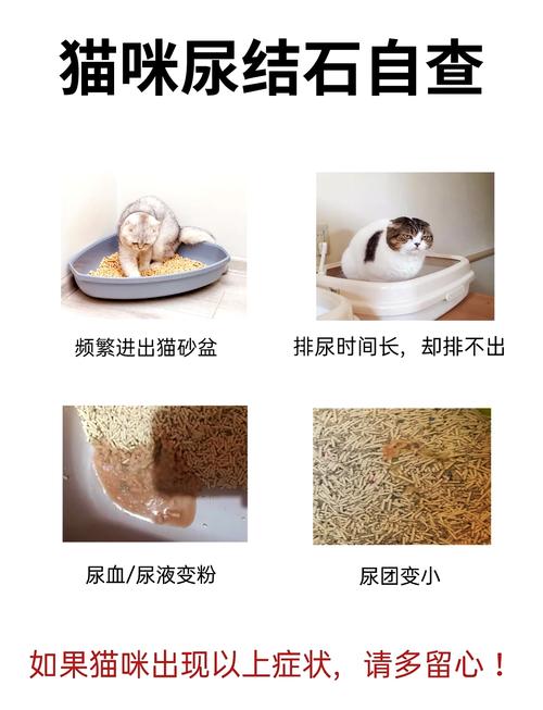 猫咪得了尿结石怎么办-猫得了尿结石有什么症状