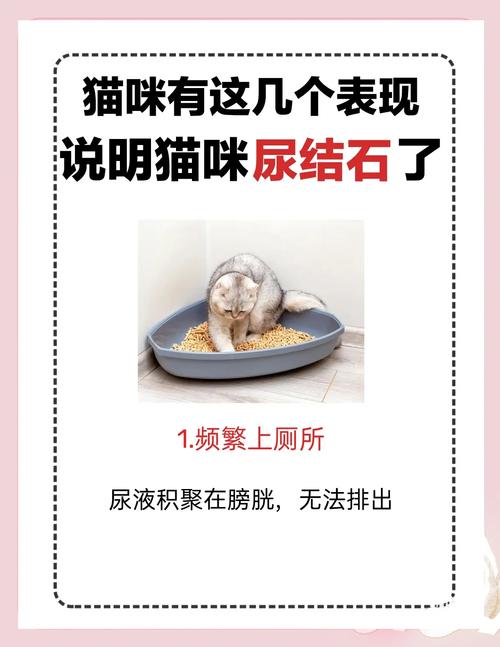 猫咪得了尿结石怎么办-猫得了尿结石有什么症状-第2张图片 猫咪得了尿结石怎么办-猫得了尿结石有什么症状-第2张图片