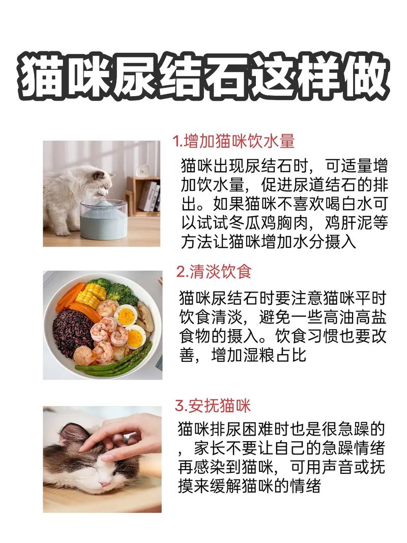 猫咪得了尿结石怎么办-猫得了尿结石有什么症状-第7张图片 猫咪得了尿结石怎么办-猫得了尿结石有什么症状-第7张图片